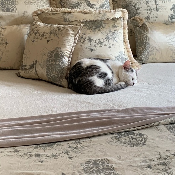 Meet your Posher, Janet (and meet our new kitten!) - Picture 1 of 1